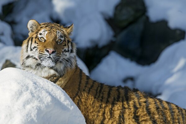 Морда амурского тигра на прогулке в снегах