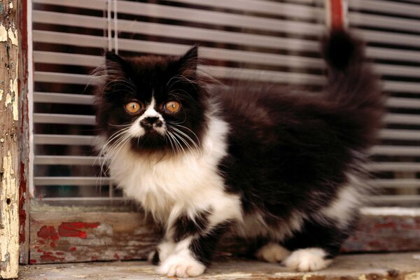 The black and white cat is very fluffy