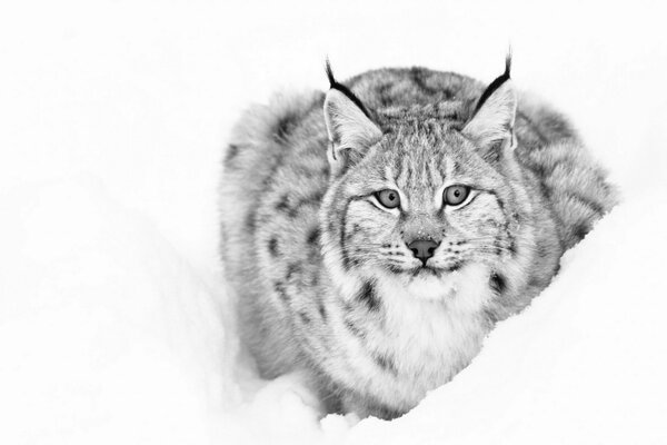 Imagen en blanco y negro de un lince sentado en un montón de nieve