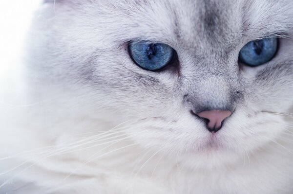 White fluffy cat with blue eyes