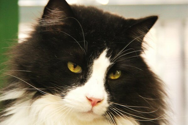 Gato blanco y negro con mirada despectiva