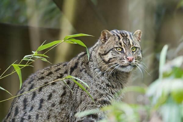 Katze Fischer Porträt im Wald