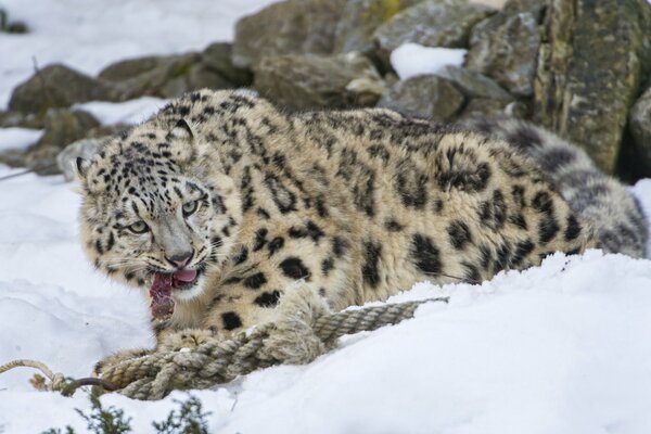 Le léopard des neiges mange avidement de la viande