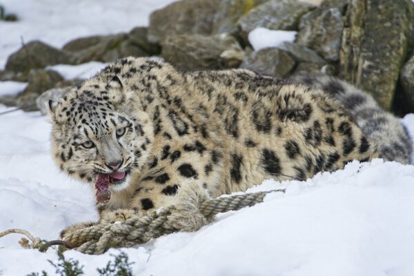 Leopardo delle nevi mangia avidamente carne