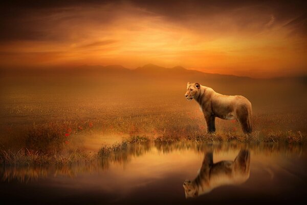 Lioness at sunset by the water