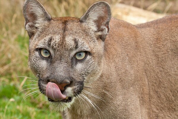 A beautiful look from a mountain lion