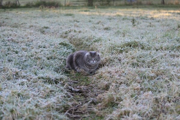 Sitzende Katze im Frost