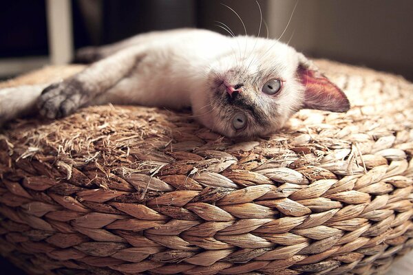 Gato blanco yace en una canasta