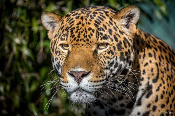 Lo sguardo predatorio del giaguaro in lontananza