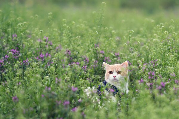 Rudy kot na polanie z kwiatami