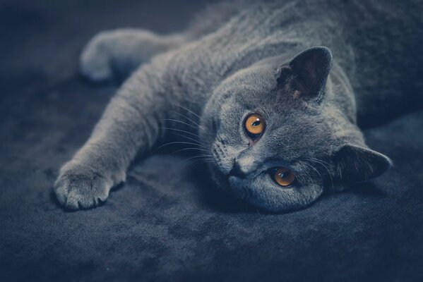 A British cat lies on a gray background