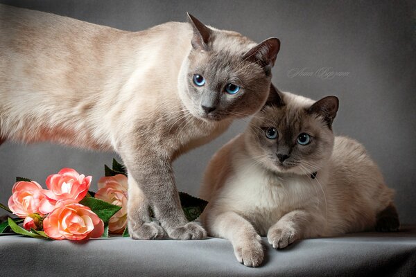 Gato tailandés con gato y flores sobre fondo gris