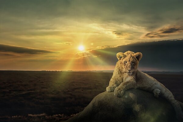 Lew o zachodzie słońca siedzi na kamieniu