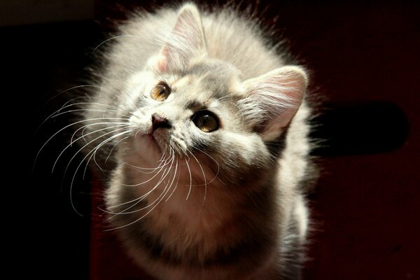 Fluffy grey cat looks up