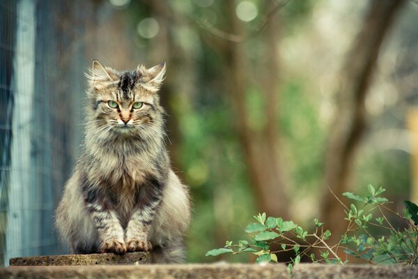 Flauschige Katze sitzt auf einem Hintergrund der Natur