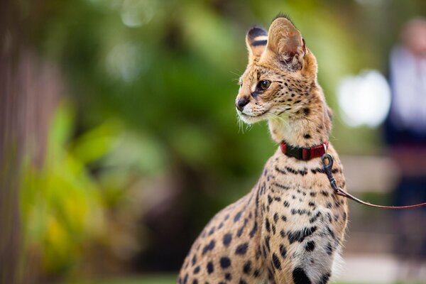 Young serval on a leash on the street