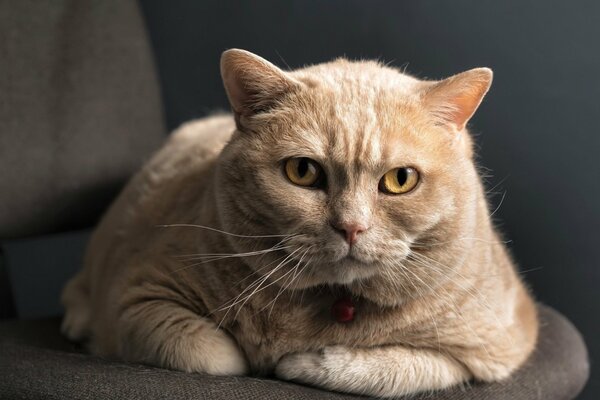 Chaton avec un beau museau sur une chaise