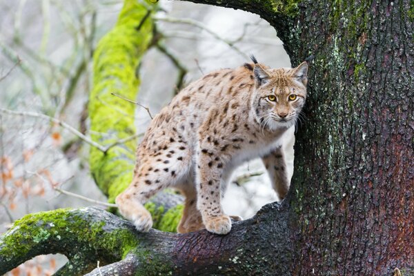 Jaguar na gałęzi drzewa w mchu