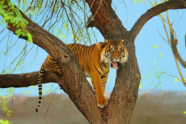 Sumatran tiger on a tree