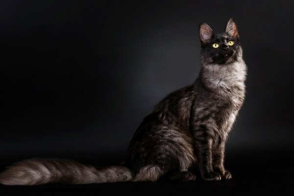 A cat with a proud look on a dark background