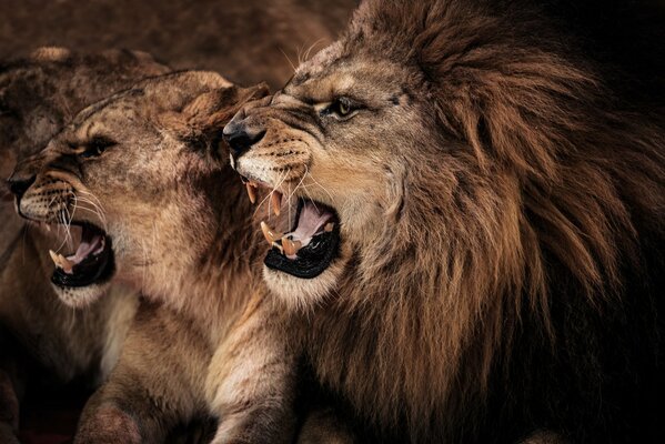 Löwe mit Löwin Foto mit Reißzähnen