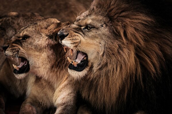 Lion with lioness photo with fangs