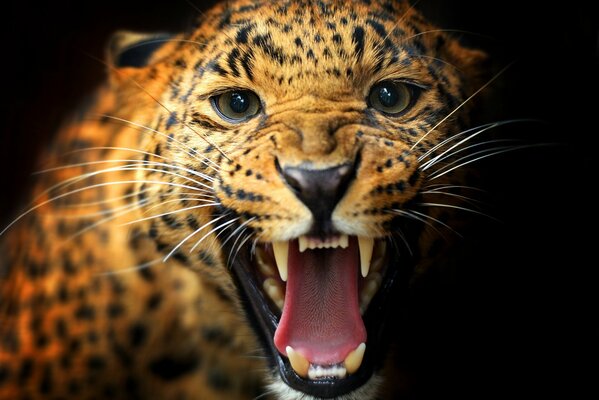 Grinsen des Leoparden auf schwarzem Hintergrund