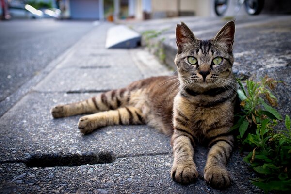 Gato rayado yace en el asfalto