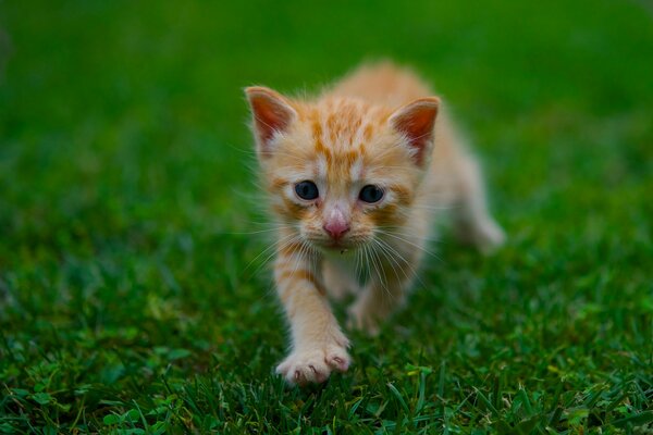 A red-haired kitten on the green grass