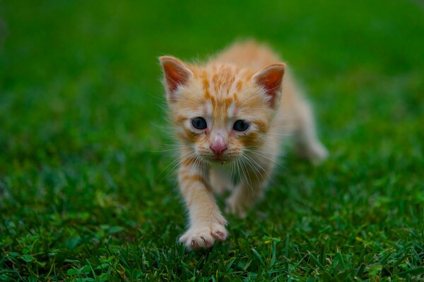 Gatito rojo en la hierba verde