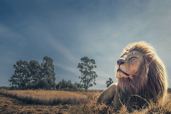 A lion basks in the sun lying on the ground