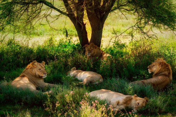 Lion Pride repose sur l herbe verte sous un arbre