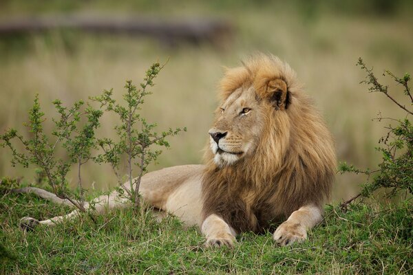 The lion lies regally in nature