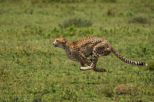 The grace of cheetah spots when running