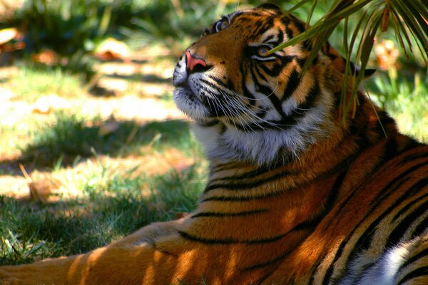 Полосатый тигр отдыхает в тени