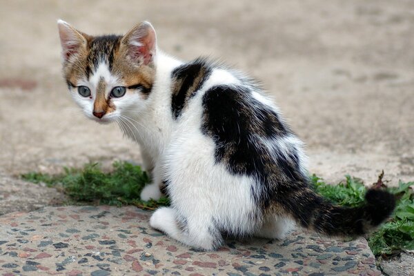 Кошечка играет на улице с травой