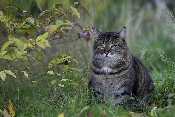 A well-fed cat is sitting on the grass