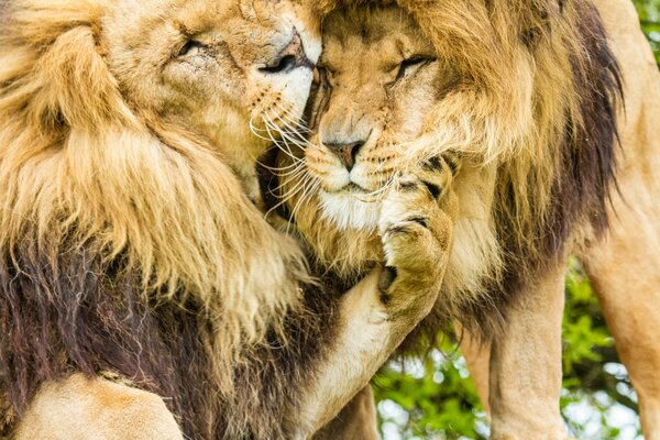 Beautiful lions with manes