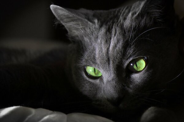 Elegante gato negro con ojos verdes
