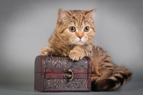 Lo sguardo di guardia del gatto rosso