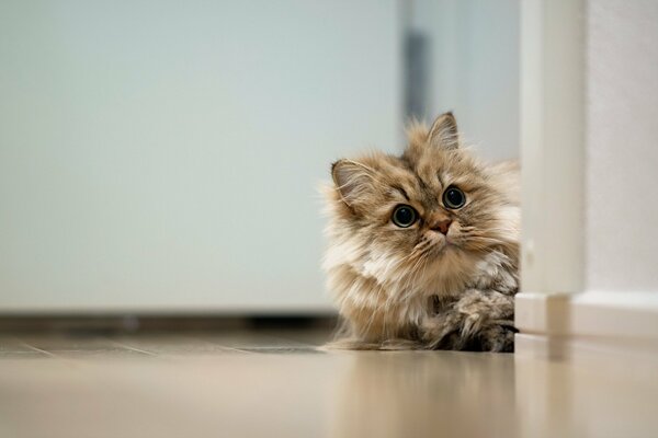 A fluffy cat looks out from around the corner