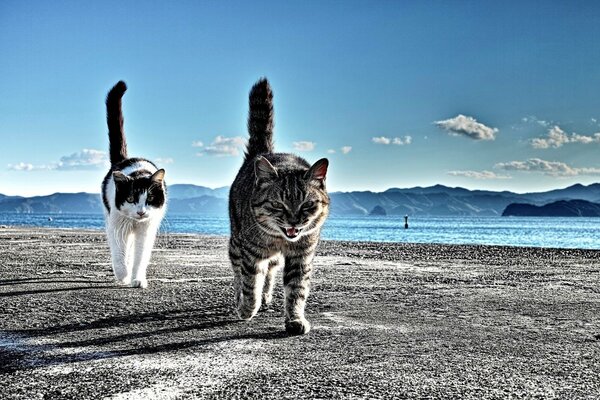 Dos gatos en la playa junto al mar