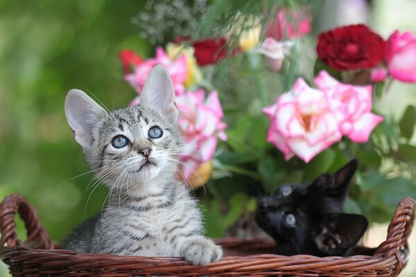 Due simpatici gattini in un cesto di vimini su uno sfondo di rose