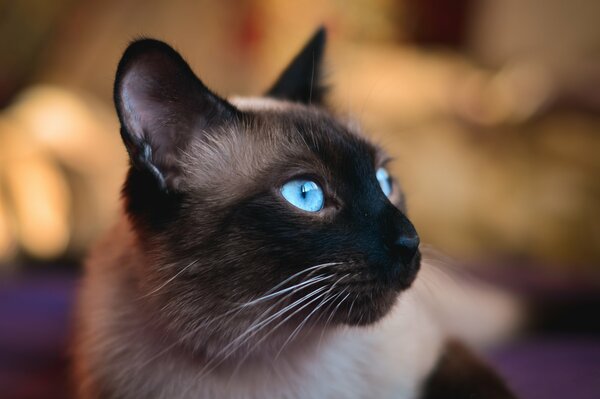 The muzzle of a Siamese cat with blue eyes