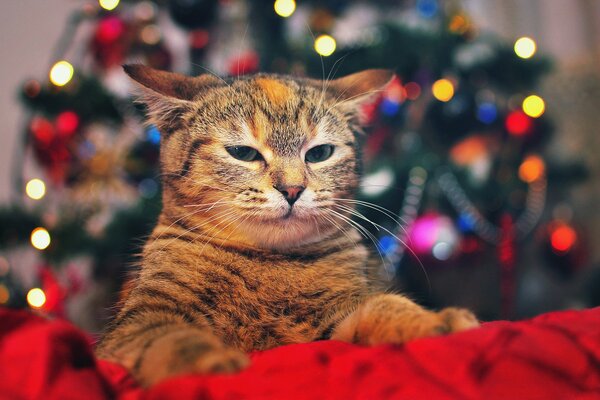 A red cat on the background of a decorated Christmas tree