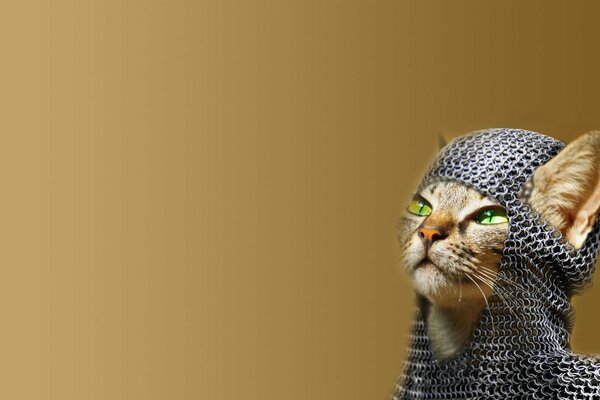 The green eyes of the cat Knight