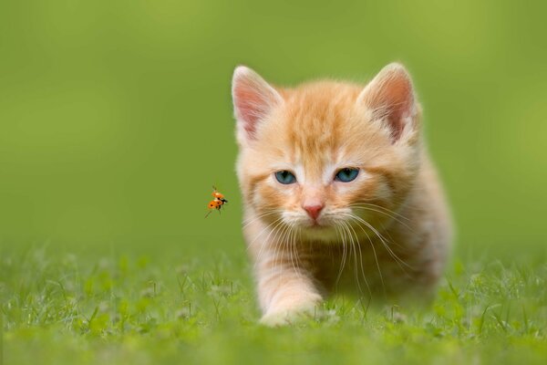 Gato de ojos azules caza mariquita en la hierba