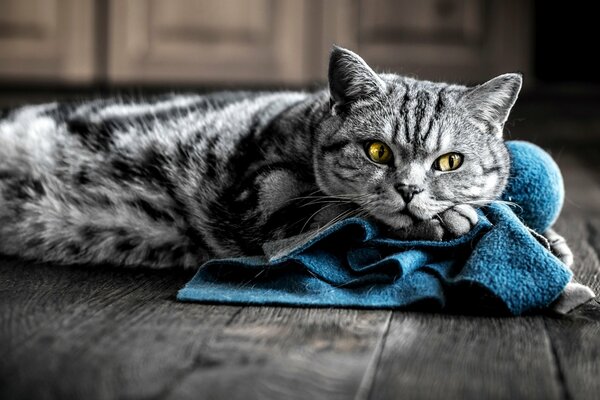 Gatto grigio con gli occhi gialli si trova su un panno blu su un Pavimento di legno