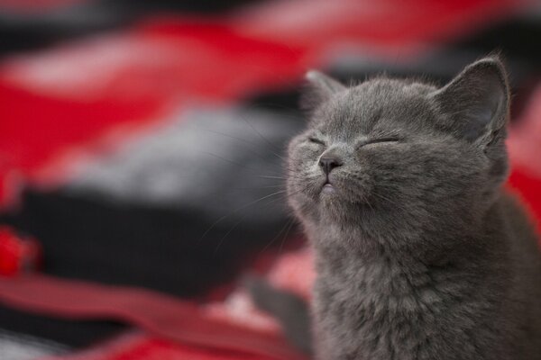 Chaton gris très heureux