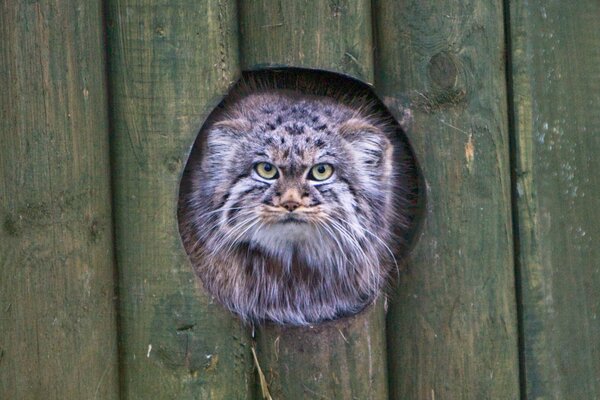 A confused cat visible in a hole in the fence